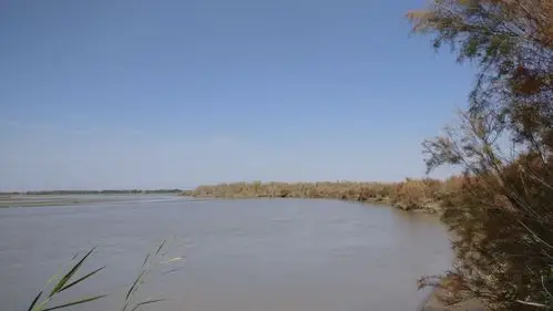 塔里木河源头的胡杨林