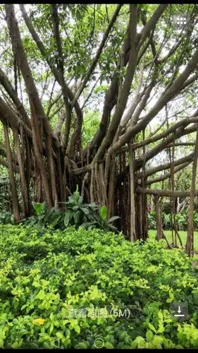 愿我们家族象这棵树:根深叶茂,兴旺发达!