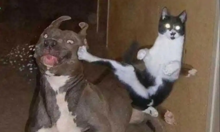 "傻"猫与"蠢"狗的日常 搞笑 funny cat&dogⅢ