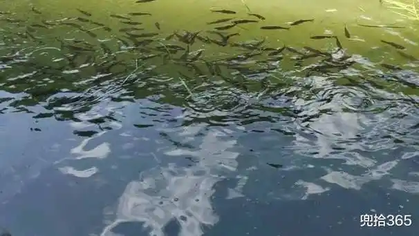 捕鱼方式,比锚鱼还厉害,全是老年人还建群交流_左海公园_弹弓_方法