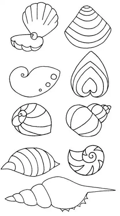 贝壳怎么画简单又漂亮,贝壳怎么画一步一步_竞价网