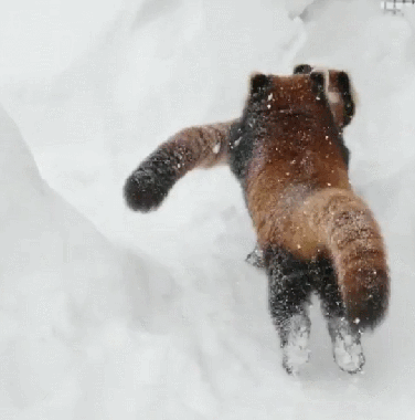 会动的zoo# 双手奉上一堆霜糖小熊猫ヽ(ω) 【instagram:cattail.