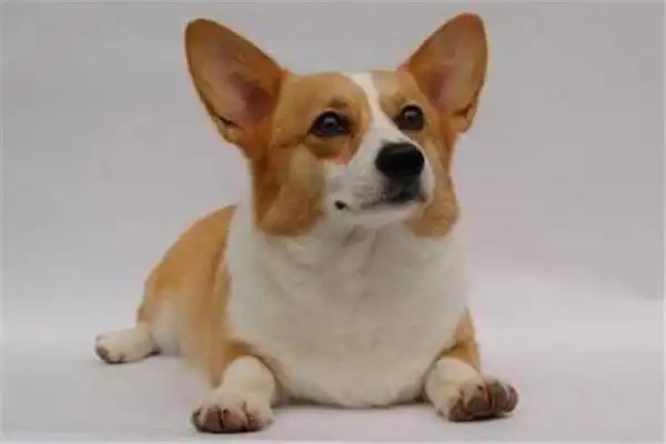 世界十大名犬智商排名 边境牧羊犬智商等同于八岁小孩_动物之最_第一