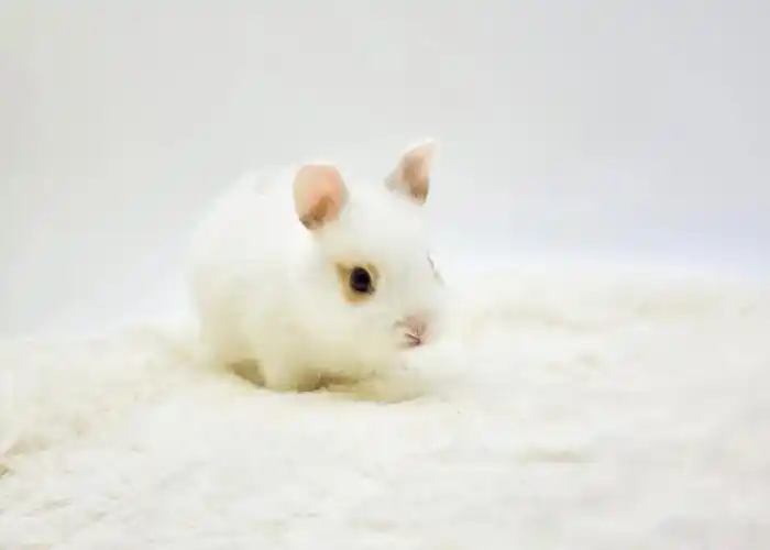 还是刚断奶公母宝宝都有滴苹果大小快来带回家吧#韩国  #宠物  #兔子