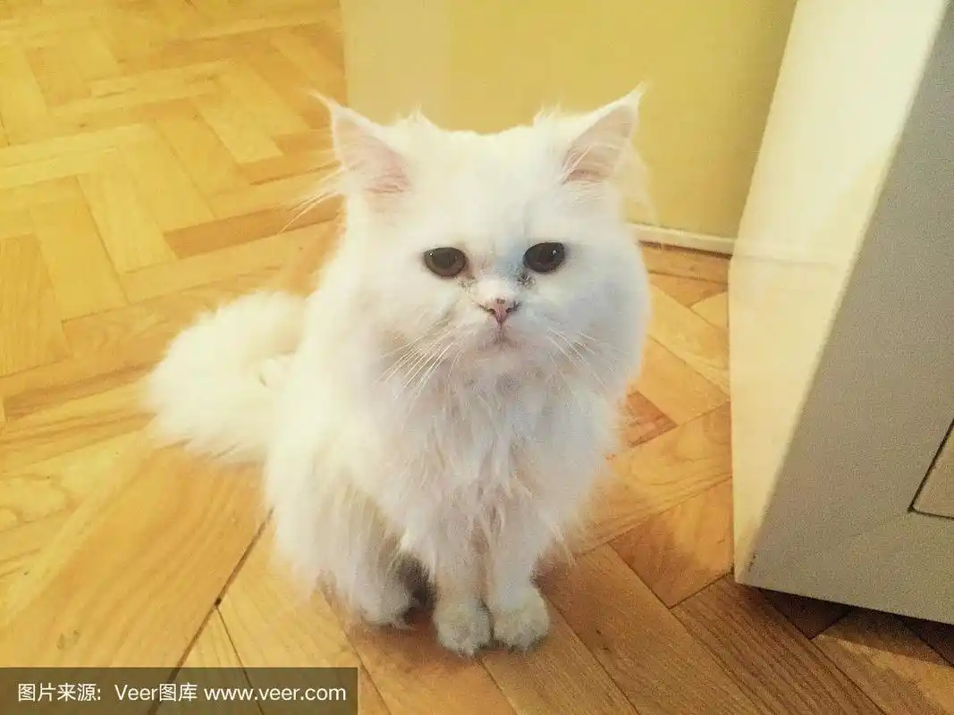 毛绒绒的白色波斯猫