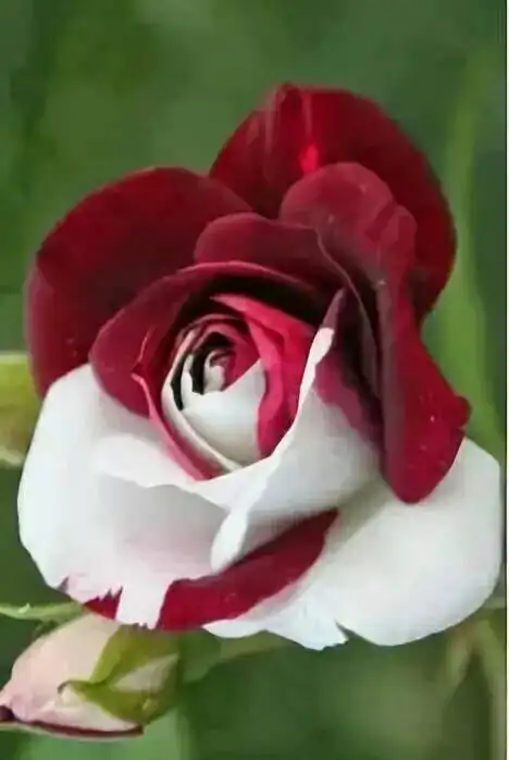 复色玫瑰,最珍贵,世界罕见.