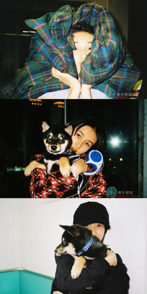 张子枫抱狗姿势