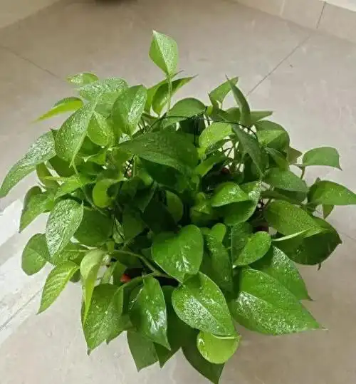 绿萝的秘密武器,蹭蹭往上窜!