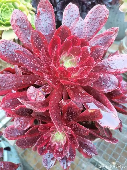 多肉法师需"润养",暖春给它多补水,从单叶逆袭成"悬崖桩"