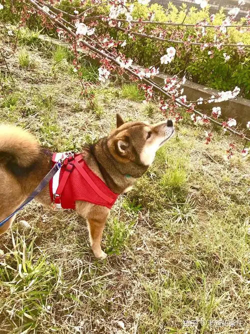 胡麻柴-柴犬中最难繁育的颜色