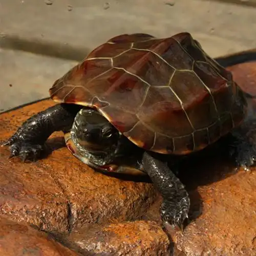 中华草龟活物乌龟下蛋种龟母大金线龟公母黑龟