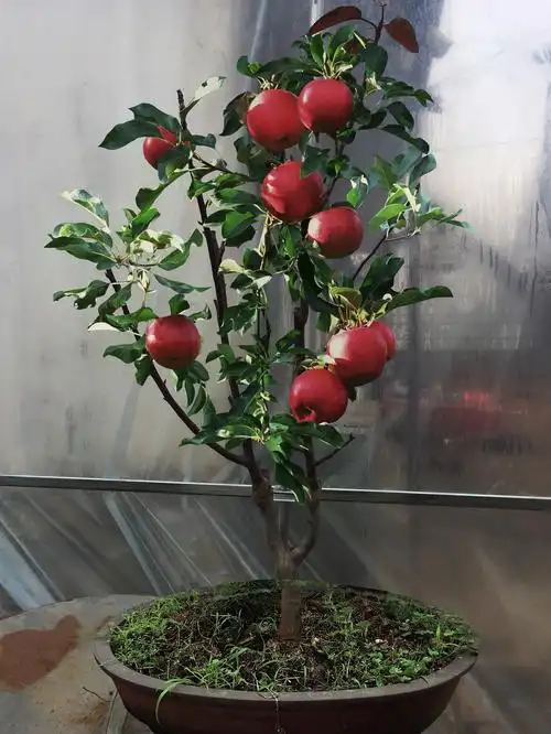 盆栽苹果树苗当年结果南方北方种植室内盆栽植物水果苗果树苗03