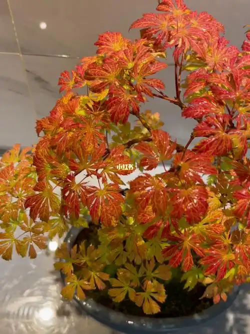 枫树女精灵的色彩表现