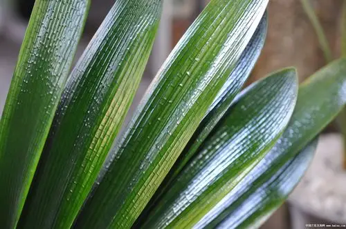 精品薄钢技师短君子兰