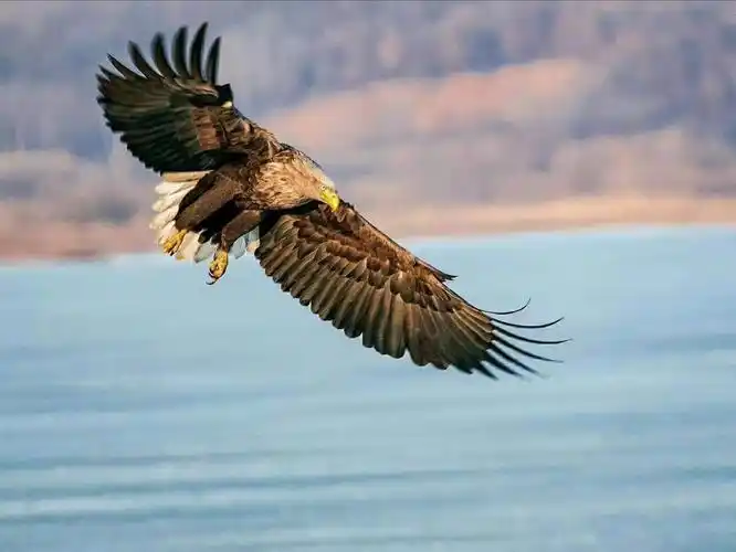 近距离的赏鹰翱翔的各种姿态让人心醉