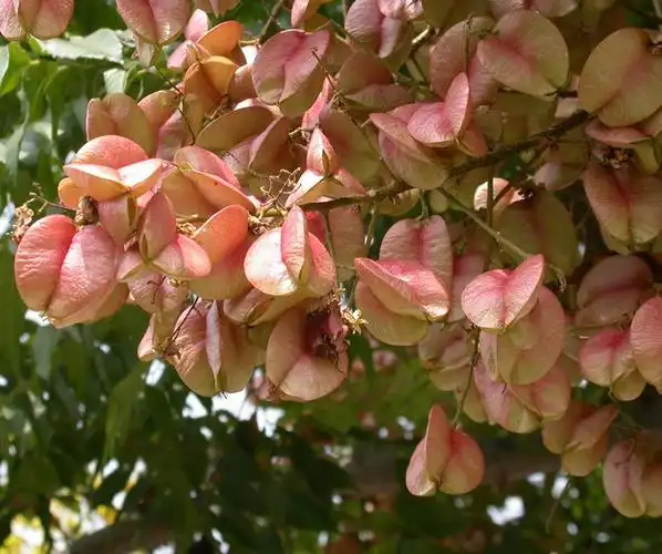 栾树词条图册_百度百科