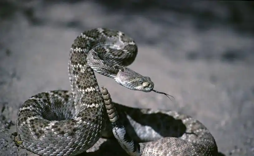 十大恐怖蛇岛:遍地巨蟒无人踏足_巴西_毒蛇_岛屿