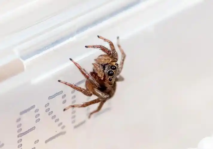 第一次拍小跳蛛-腾龙35 1.8vc