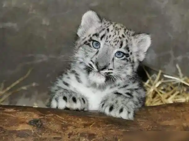 雪豹是一种大型肉食性猫科动物,白色的皮毛上面覆盖着黑黄相间的斑点