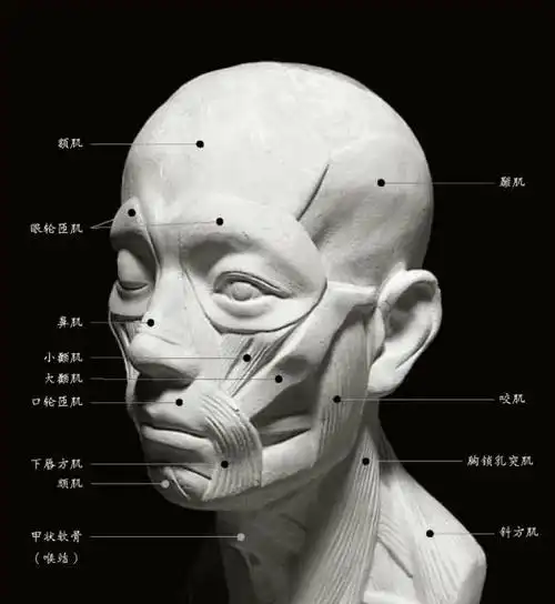 人物头部肌肉结构分析,掌握了就很简单了! - 知乎