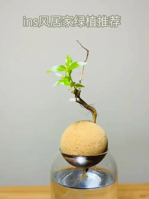 ins风居家水培绿植推荐水杨梅生态微景观