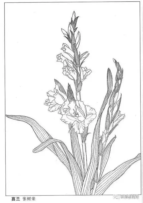 各种白描兰花高清手稿