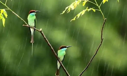 在风雨中相会也在风雨中离别这是首写风雨的词也是写离别的词