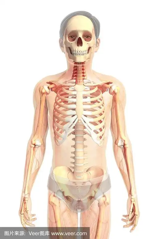 正面视角,人类骨架,人,腹股沟,胸腔