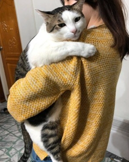 女子煮饭时抱着猫,喵的体型却很扎眼:喂猪饲料长大的吗?_腾讯新闻