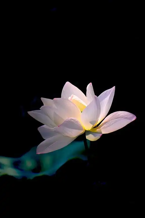 一枝荷花木渎虹饮山房