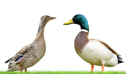 佛山三水绿头鸭养殖基地