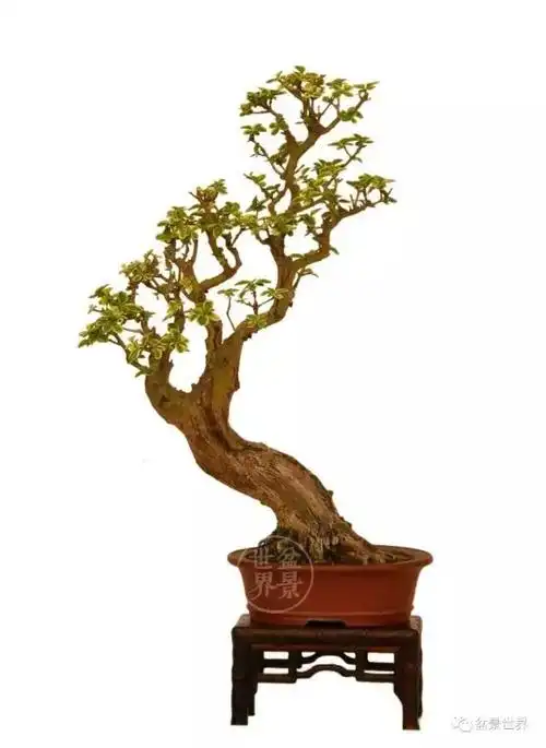 一组小叶女贞盆景作品欣赏,风华蔚然云岭欢歌