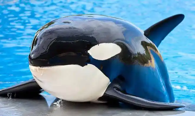 轻松虐杀大白鲨的虎鲸被称为海洋霸主为什么对人类友好