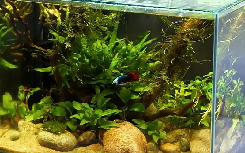 水草生态缸斗鱼生态缸造景过程重点是水培兰花