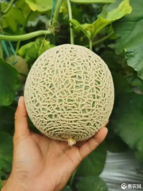 大量供应海南精品网纹瓜