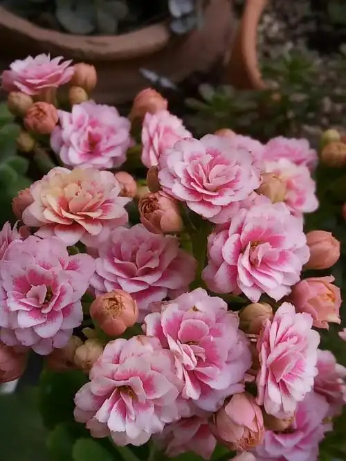 长寿花安娜公主