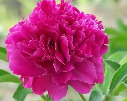 大年初六,送你66朵牡丹花,祝你花开富贵,如意吉祥!