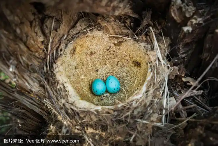 两只画眉鸟的蛋在一棵折断的树上