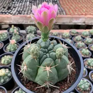 会开花的天王仙人球室内防辐射仙人掌科植物办公室客厅吸甲醛盆栽