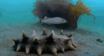 海洋知识小课堂丨海洋里十大超能力生物|乌贼|章鱼|深海|松球_网易