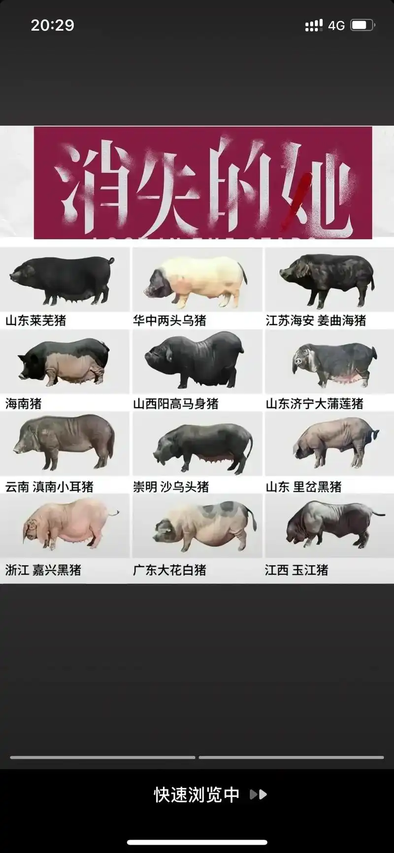逆水寒手游 #逆水寒策划 #发疯日常 中国黑猪品种多了一种 - 抖音