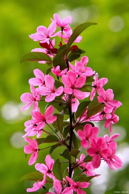 海棠花植物美丽与神秘并存的花卉