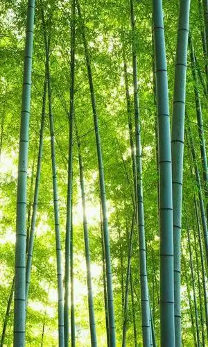 绿色壁纸……好护你的眼睛 - 华为mate7主题美化 花粉俱乐部