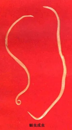 蛔虫呗