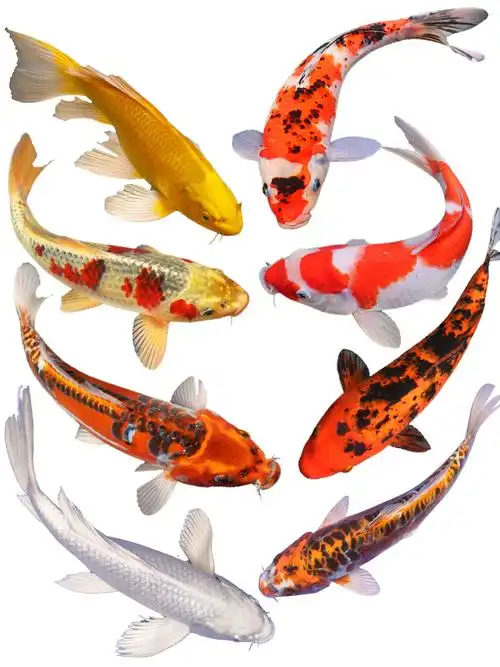 锦鲤鲤鱼观赏鱼小型易养冷水淡水小鱼鱼苗黄金鱼