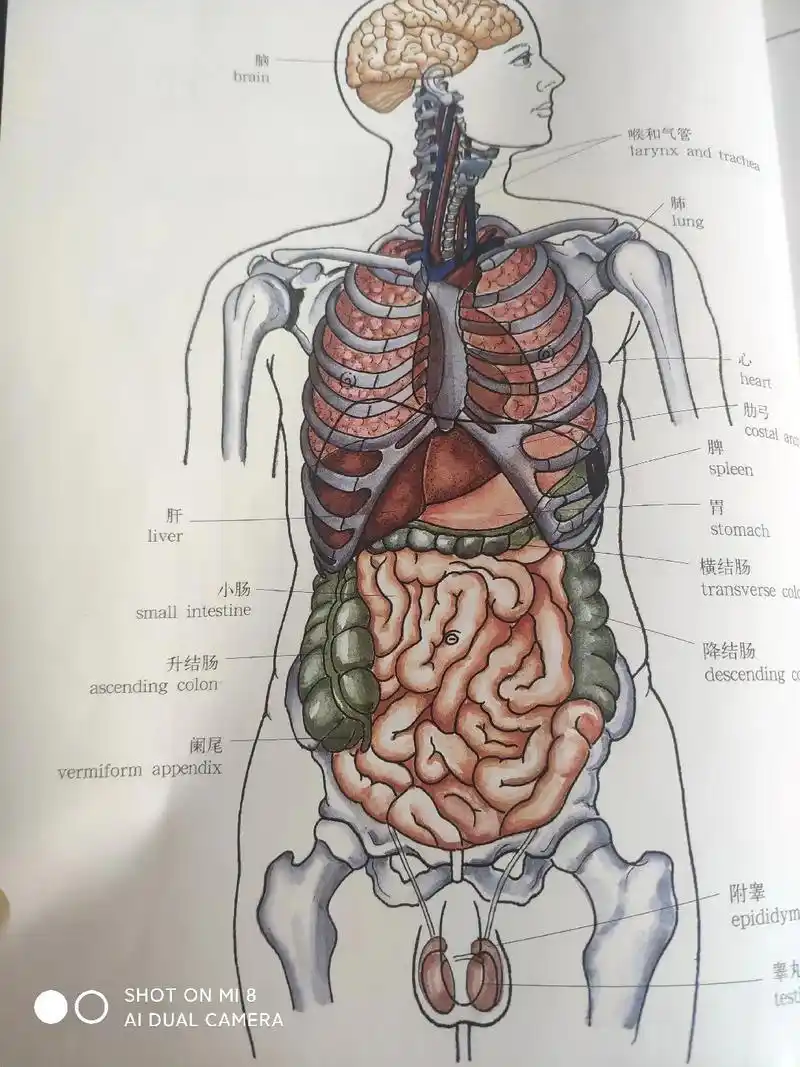《人体解剖学》  消化系统图解, 属话说病从囗入, 生活中的 - 抖音