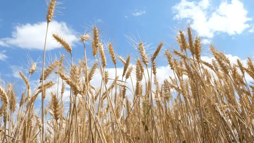 今年,别勒阿热克村阳光充足,气候温暖,麦子的长势十分喜人,丰收也在