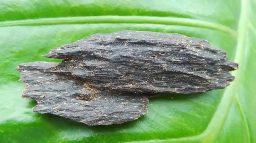 野生海南沉香糖结树心油