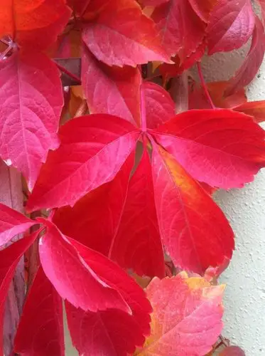 我最爱秋天的爬山虎,火红的一片,让我热血沸腾,十分温暖