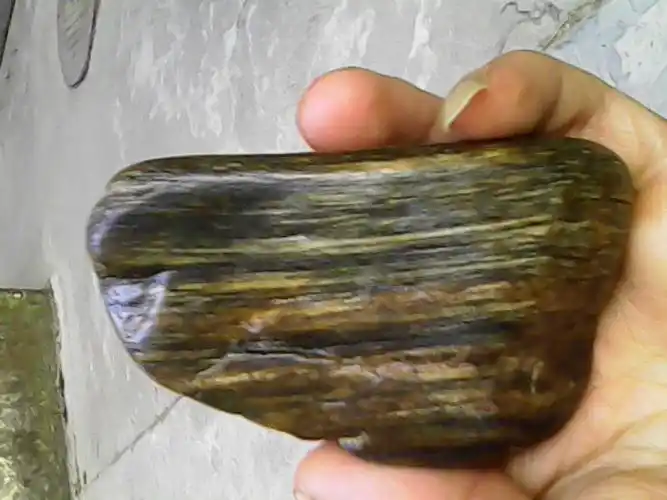 我有几块非常不错的木化石,有交流的吗